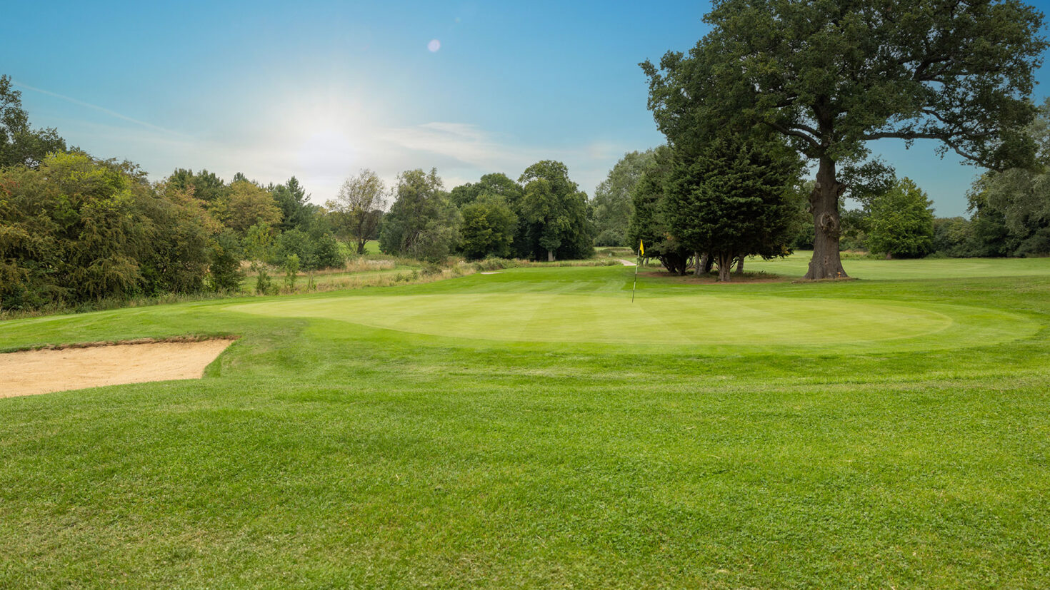 Golf course green with flag, sand bunker, large tree, and sun low in the sky.