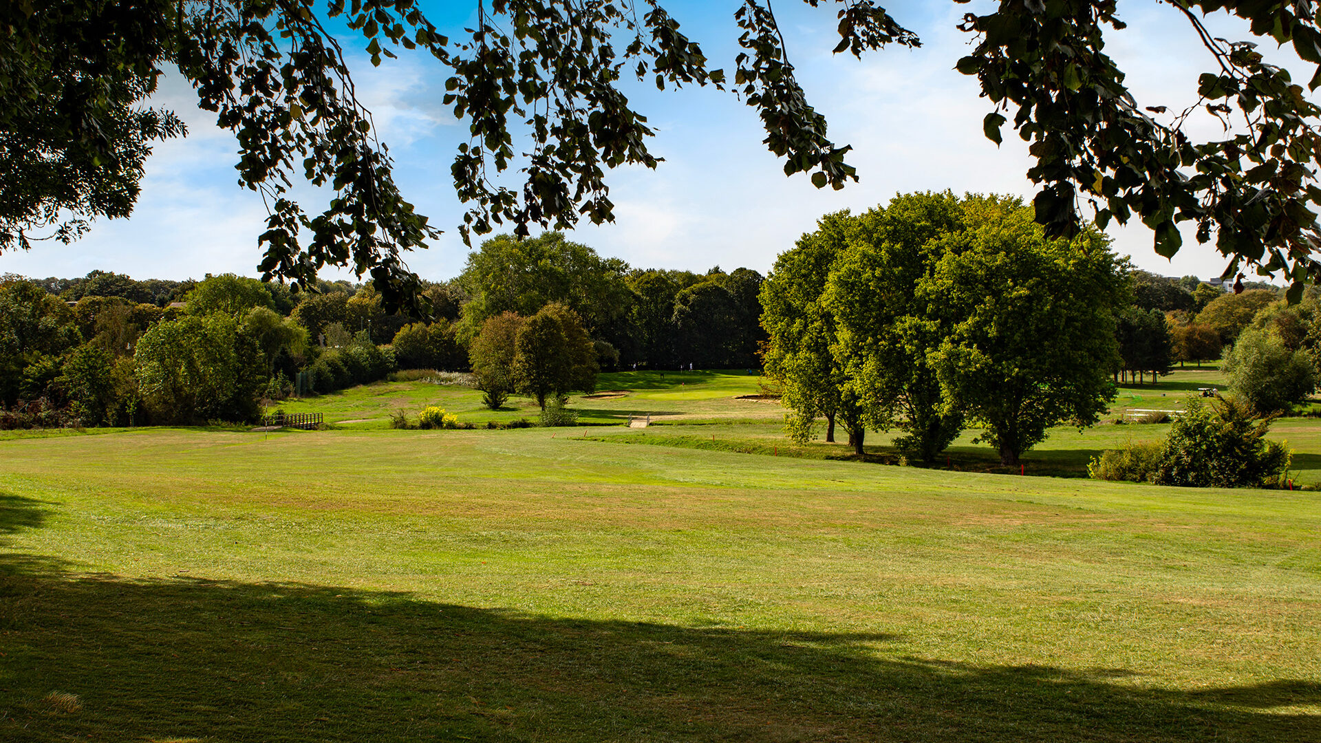 A grassy park with large trees under a blue sky, framed by hanging branches.