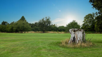 Tree stump on grassy field with trees and blue sky in the background.