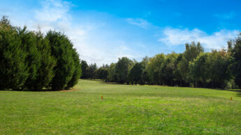 Grassy golf tee with trees on both sides under a bright blue sky with some clouds.
