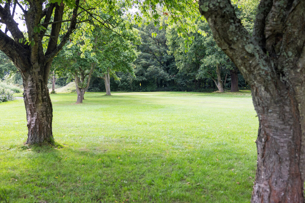 A grassy field with scattered trees and dense forest in the background.