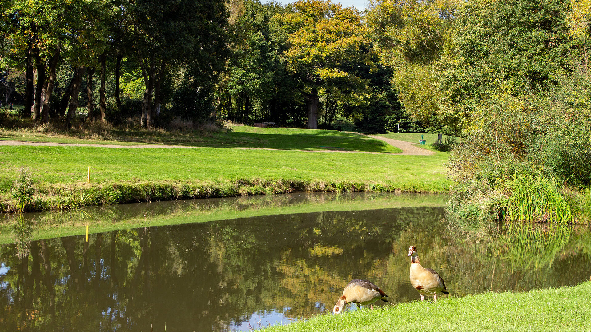 Downshire Golf Complex Hole 7 Pond and fairway